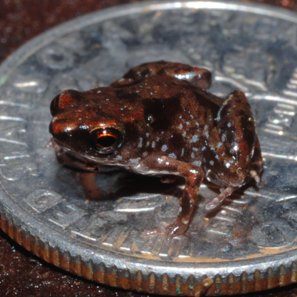 najmniejsza żaba świata